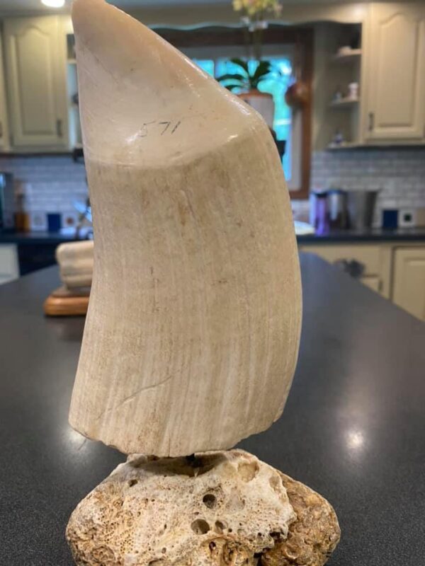 Yoko Gaydos Scrimshaw - Image 6