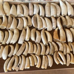 Whale ivory