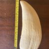 Vintage Sperm Whale Tooth