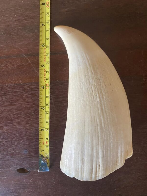 Buy Genuine Vintage Sperm Whale Tooth ivory - Image 2