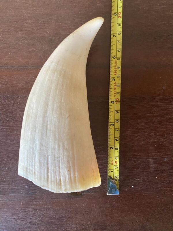 Whale Tooth ivory