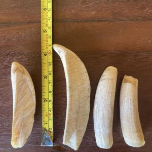 sperm whale teeth