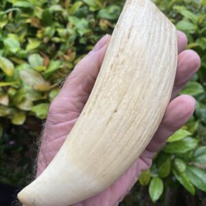 sperm whale tooth