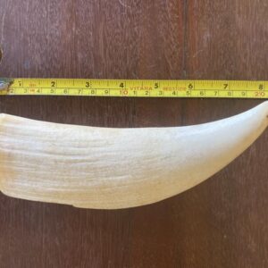 Sperm whale tooth