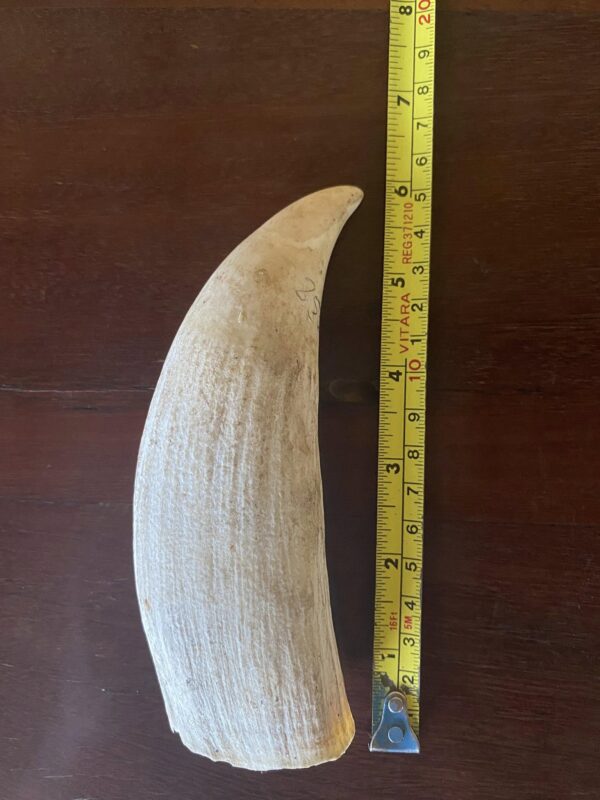 Sperm Whale
