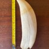 Whale tooth