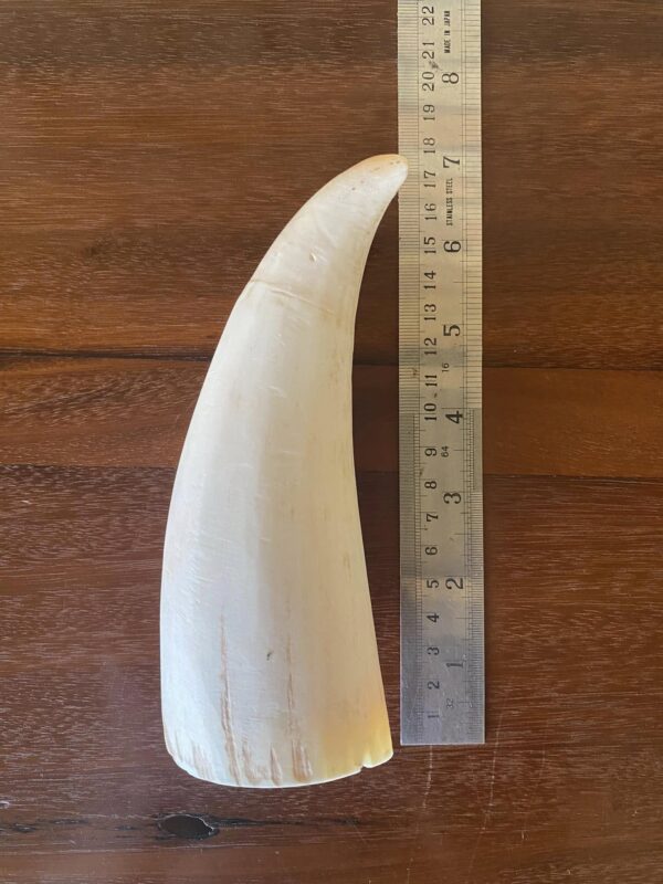 Sperm Whale Tooth ivory