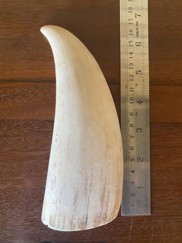 Buy Quality Vintage Sperm Whale Tooth ivory - Image 2