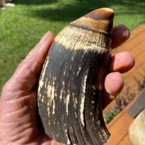 sperm whale teeth