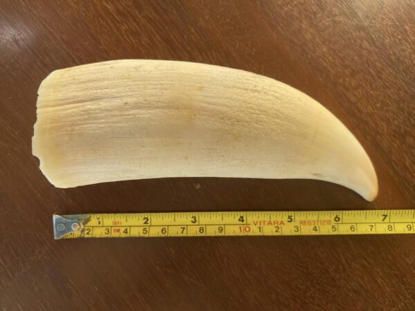 Buy Fabulous Vintage Ivory Sperm Whale tooth - Image 2