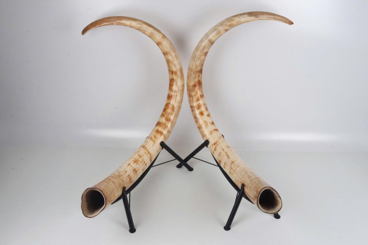 mammoth tusk for sale