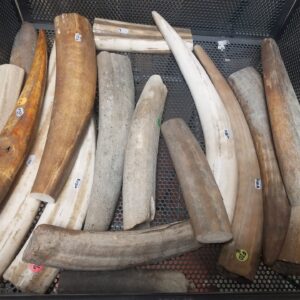 Walrus Ivory