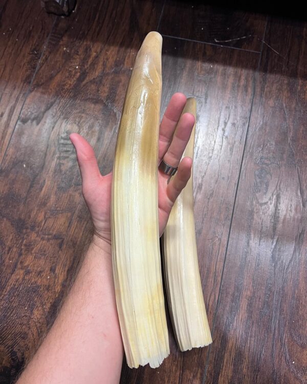 Buy Authentic Hippopotamus Tusks - Image 2