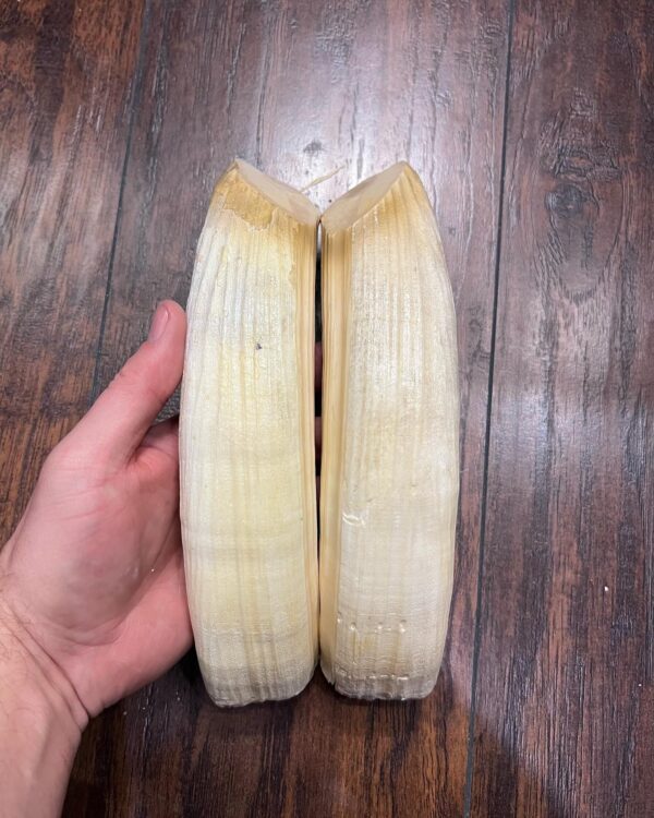 Buy Authentic Hippopotamus Ivory Tusks - Image 2