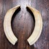 Hippopotamus Ivory