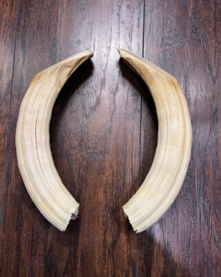Hippopotamus Ivory