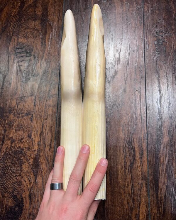 Buy Authentic Hippopotamus Tusks - Image 3