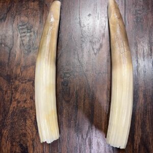 Hippopotamus Tusks