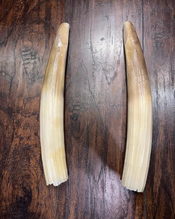 Hippopotamus Tusks