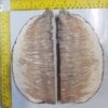Musk Ox Horn Scales