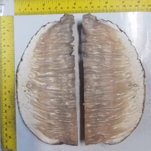 Musk Ox Horn Scales