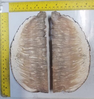 Musk Ox Horn Scales