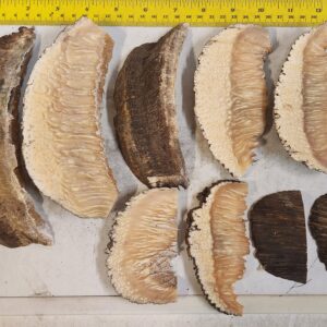 Musk Ox Horn