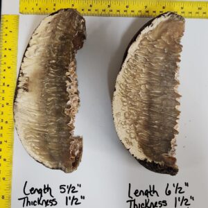 Musk Ox horn scales