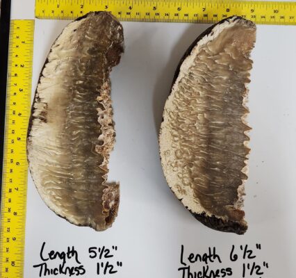 Musk Ox horn scales