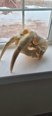 Walrus Skull
