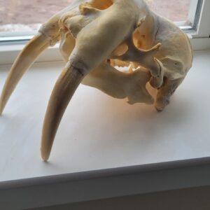Walrus Skull