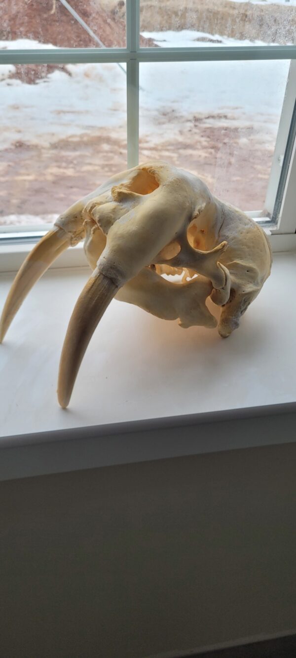 Walrus Skull