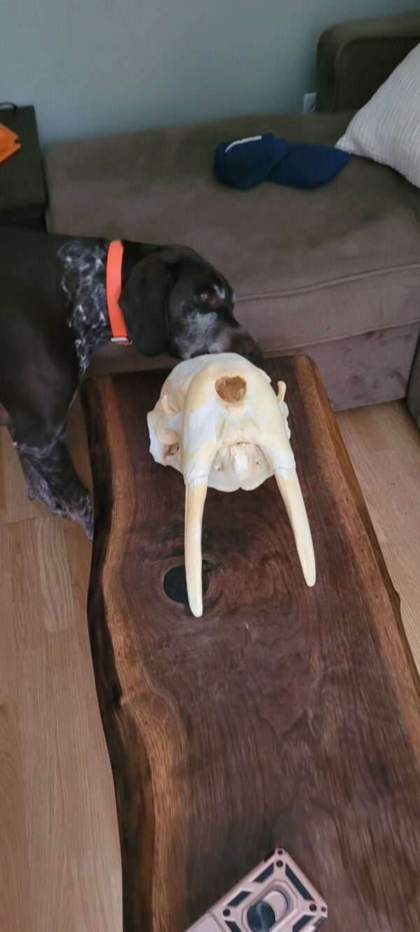 Buy Vintage Walrus Skull with 8-Inch Tusks - Image 3