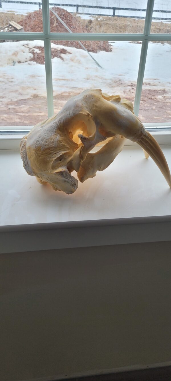 Buy Vintage Walrus Skull with 8-Inch Tusks - Image 2