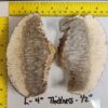 Musk Ox Horn Scales