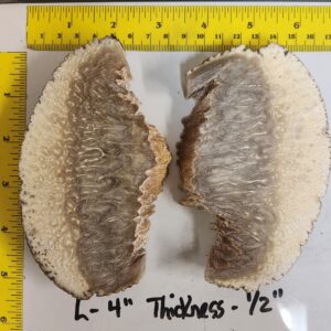 Musk Ox Horn Scales