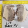 Stabilized Musk Ox Horn