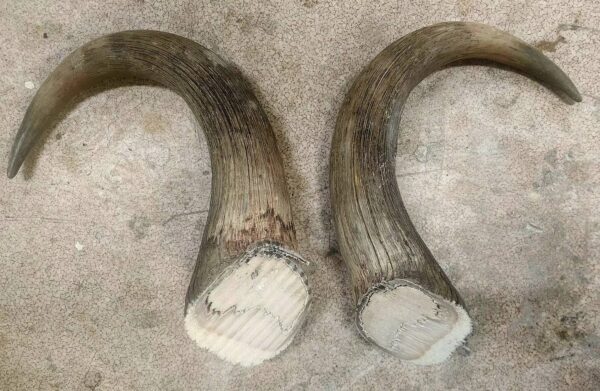 Buy Ethically Sourced 16" Musk Ox Horn Pair – Approx. 7 lbs - Image 3