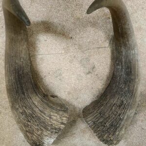 Musk Ox Horn