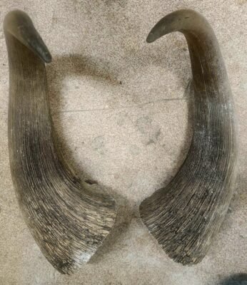 Musk Ox Horn