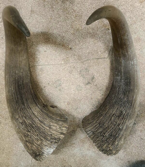 Musk Ox Horn