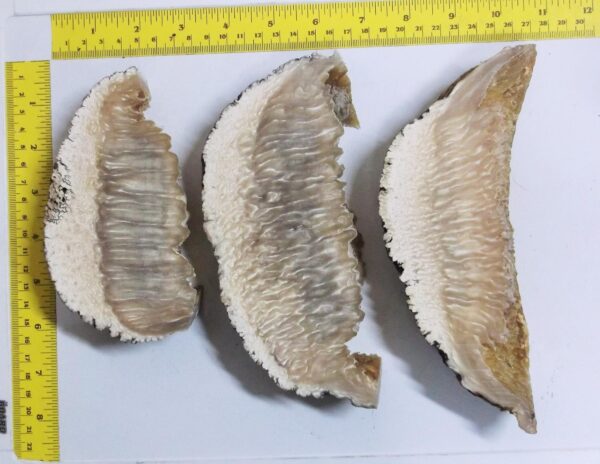 Buy Set of 3 Stabilized Musk Ox Horn Scales – Ethically Sourced from Alaska - Image 2