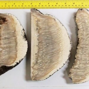 Musk Ox Horn Scales