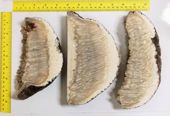 Musk Ox Horn Scales