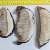 Musk Ox Horn Scales