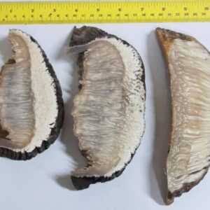 Musk Ox Horn Scales