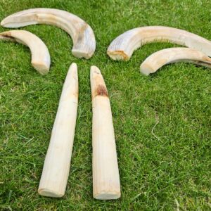 Hippo ivory